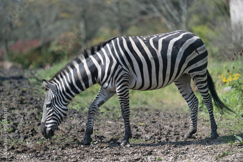 Zebras grazing on a warm summer day