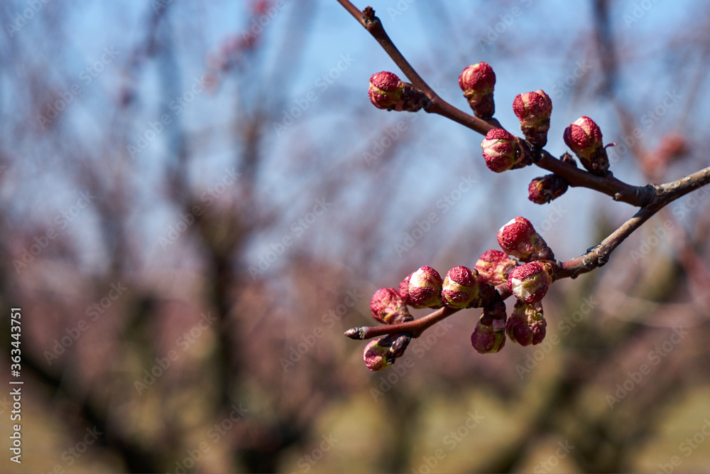 Image of blooming apple trees in the garden.