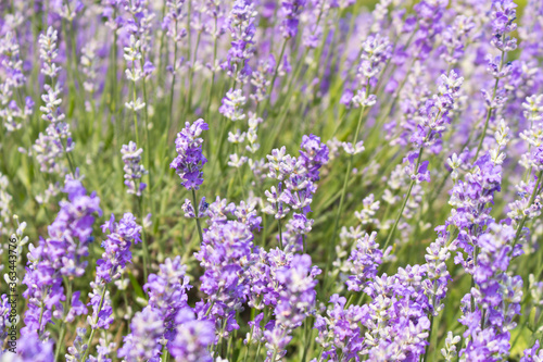 Blooming lavender summer day close-up. Selective focus.