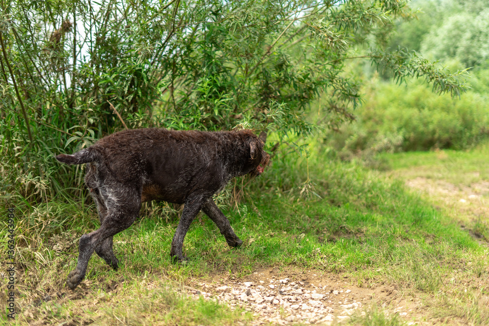 old fat gray-haired dog runs along the river