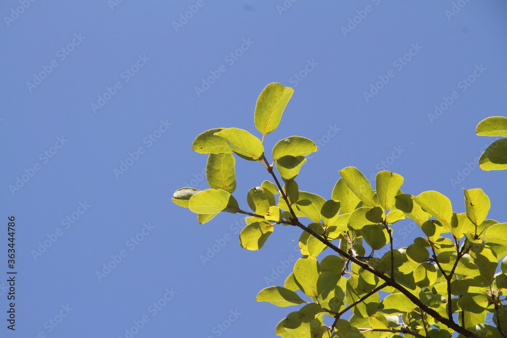 yellow Leaf against blue sky