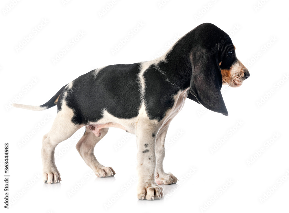  puppy bernese Schweizer Laufhund