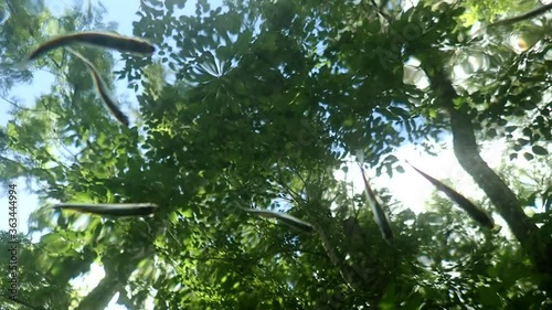 Minnows Filmed from Below, Ichetucknee, FL photo