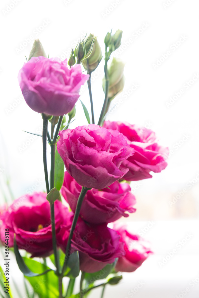 Obraz premium Pink Lisianthus w oknie