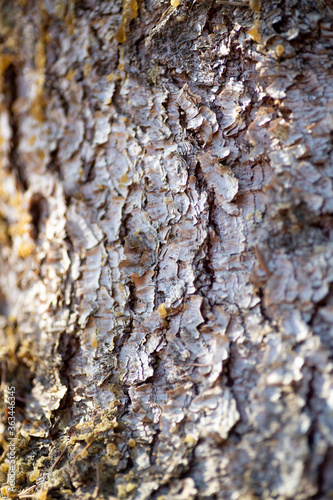 Fototapeta Naklejka Na Ścianę i Meble -  Pine bark texture - soft focus