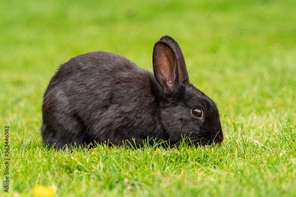 close up portrait of an adorable black rabbit eating on the green grass field close up portrait of an adorable black rabbit eating on the green grass field