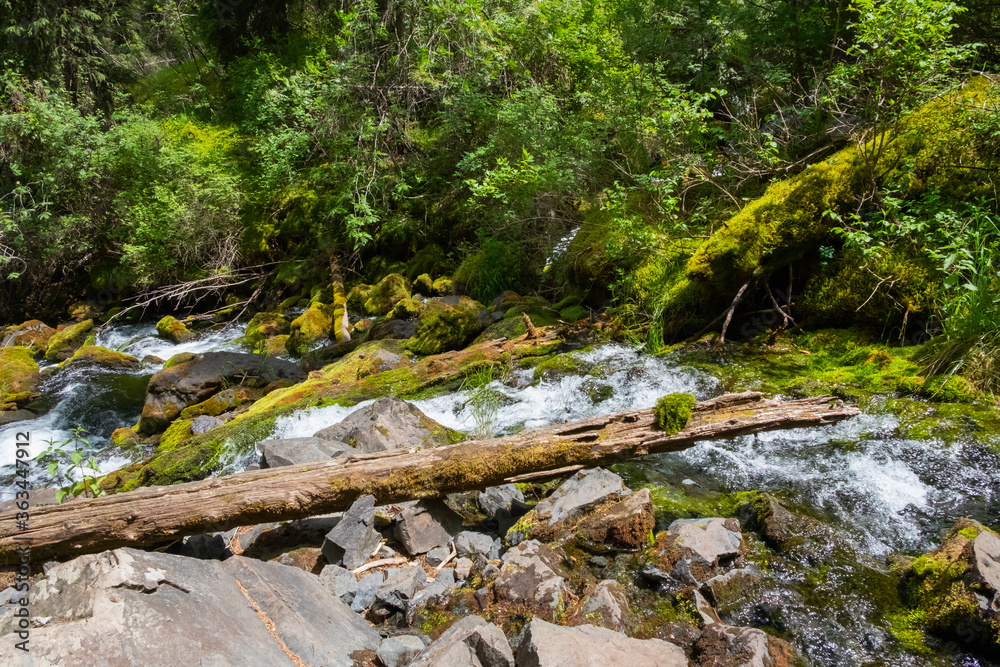 Mountain river with fallen trees and green moss on them. Forest scene. Beautiful mountain river with green around.