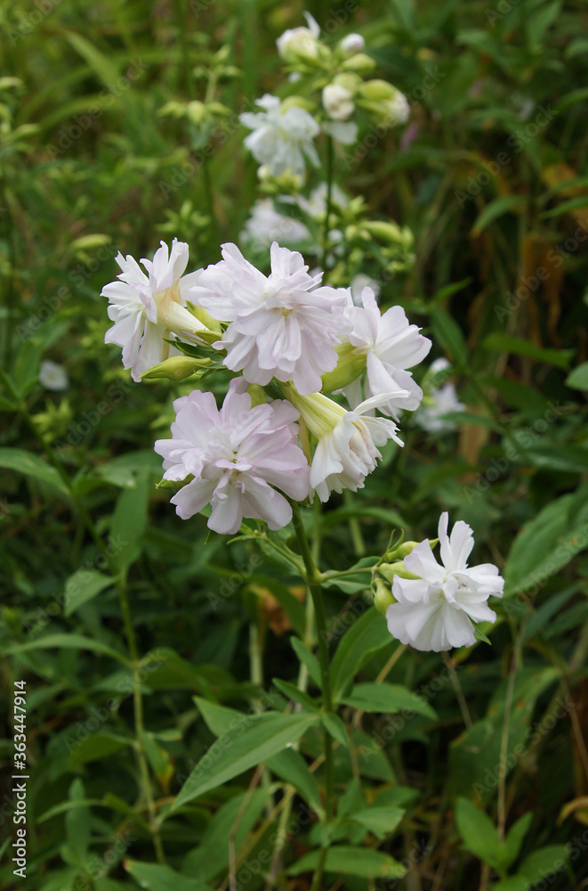 Blooming pink terry soapwort Blooming pink terry soapwort