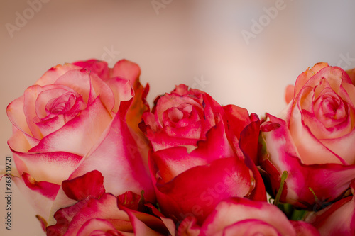 Close up of a bouquet of Paloma roses variety  studio shot  pink flowers