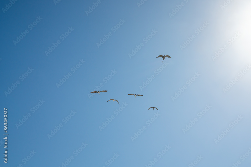 Blue sky and silhouette of flying birds. Brown pelicans in the sky
