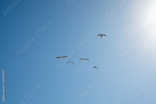 Blue sky and silhouette of flying birds. Brown pelicans in the sky