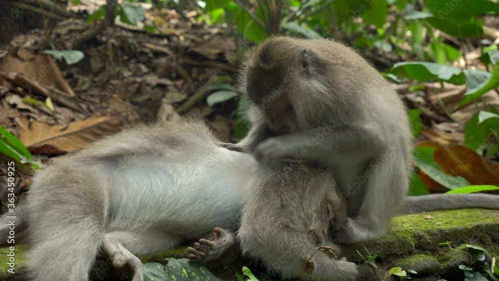 Macaques resting and grooming in a park Macaques resting and grooming in a park