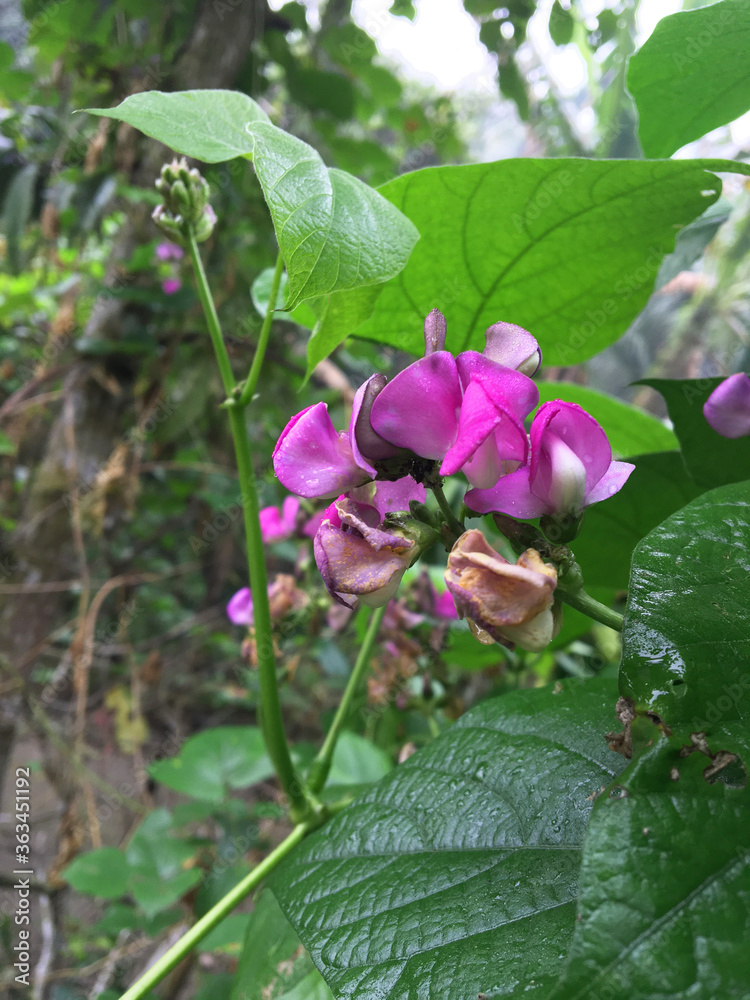 Beautiful purple flower in the garden Beautiful purple flower in the garden