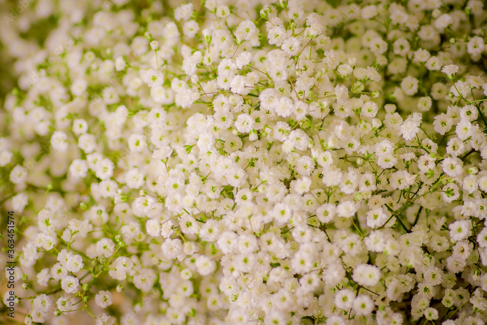 Close up of a bouquet of Million Stars foliage variety, studio shot, white flowers Close up of a bouquet of Million Stars foliage variety, studio shot, white flowers