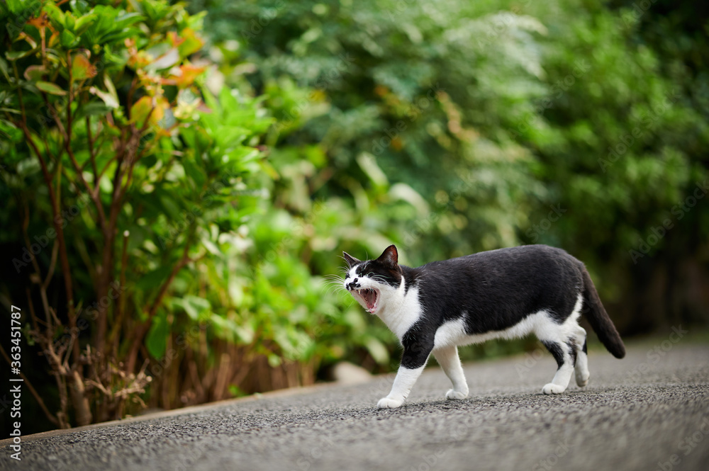 あくびしながら歩いている猫 あくびしながら歩いている猫