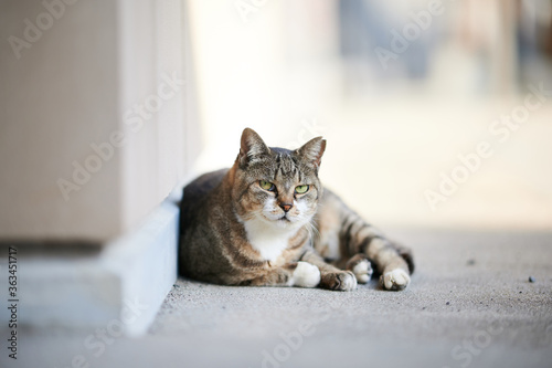 Fototapeta Naklejka Na Ścianę i Meble -  日陰でのんびりしている猫