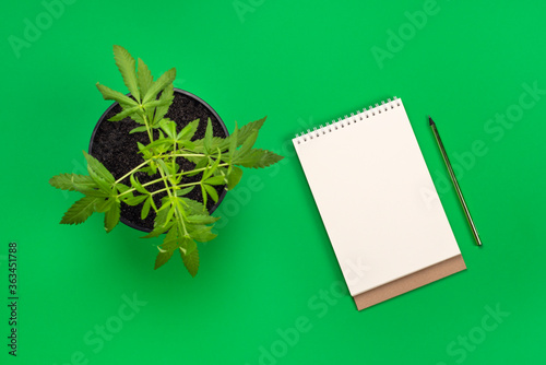 Hemp or cannabis plant in black flower pot and white modern blank notebook