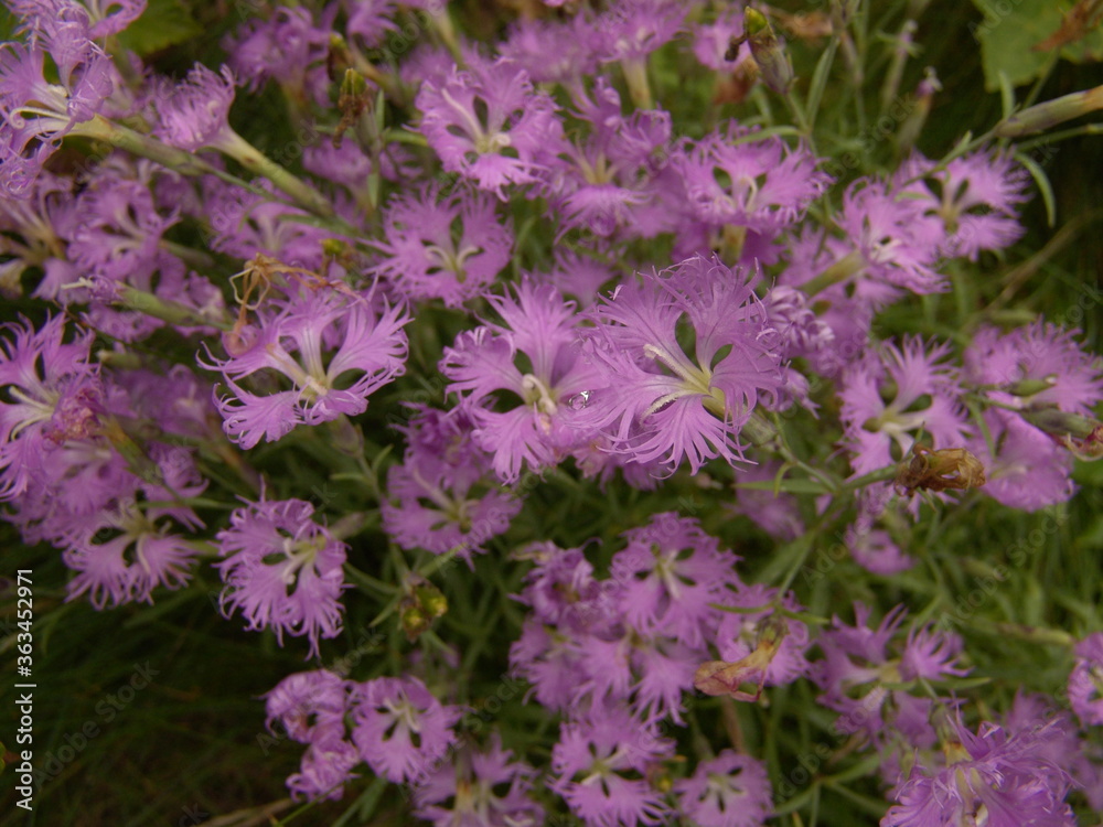 エゾカワラナデシコ