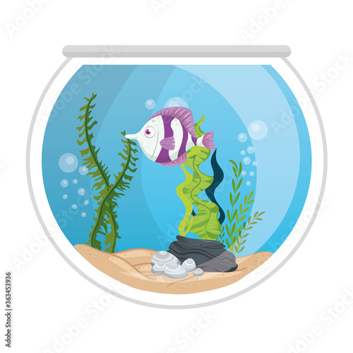 aquarium fish with water,seaweed, aquarium marine pet vector illustration design