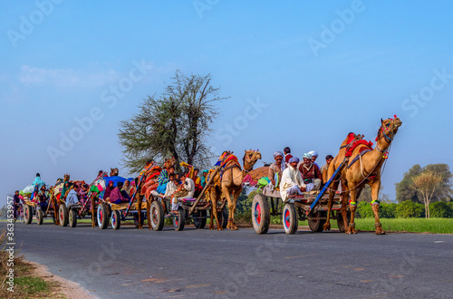 camel caravan in rohi  desert during chanan pir festival  photo