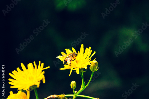 Canvastavla Bee on the yellow flower