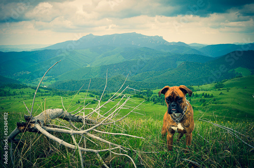 Boxer dog in the mountains