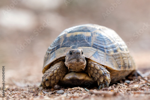 Close up view of the wild tortoise is looking at the camera. Every turtle also lays its eggs on land, even the gigantic ones, no matter where their habitat is.