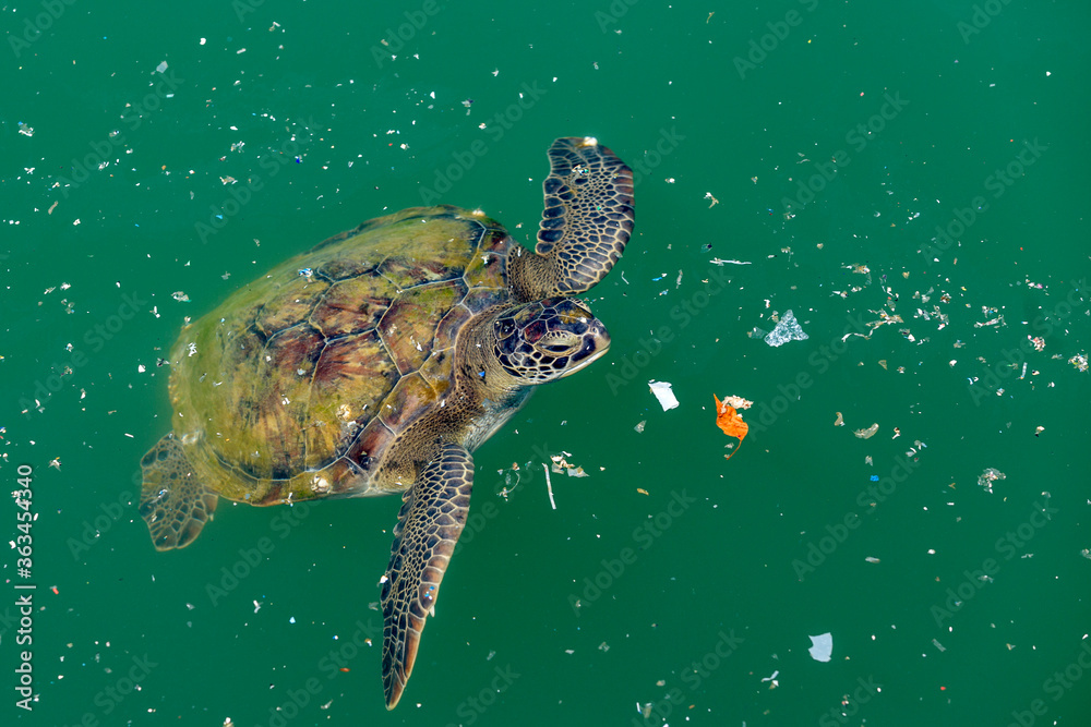 Obraz premium The loggerhead turtle swims in the wastes at sea. Marine pollution is a big problem for ocean creatures.