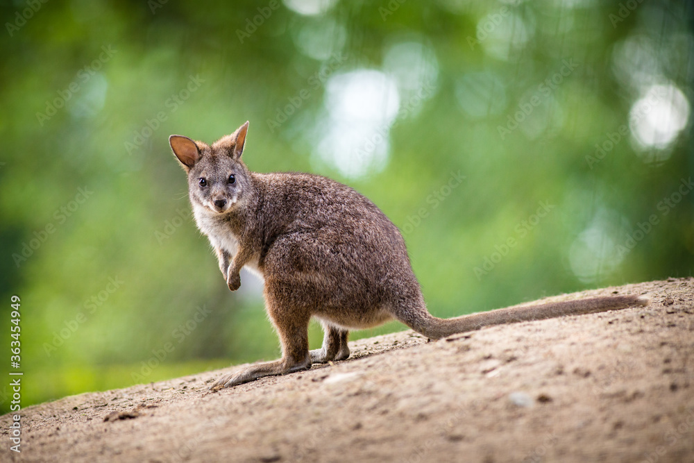 big kangaroo portrait in forest big kangaroo portrait in forest