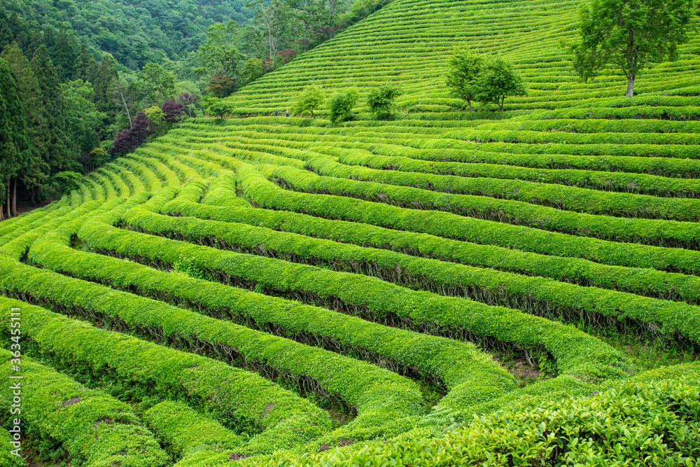 green tea farm in Boseong, South Korea