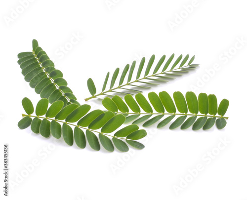 Freshness green leaves of young tamarind plant on white background isolated .The evergreen leaves are alternately arranged and pinnately lobed. The leaves are bright green. Sensitive focus background