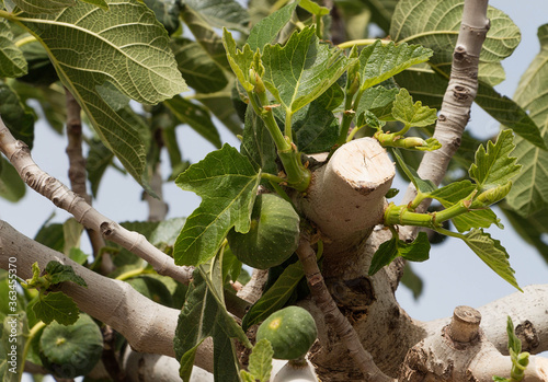 figs ripening on a fig tree photo