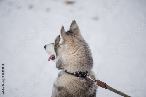 husky dog in the winter forest photo