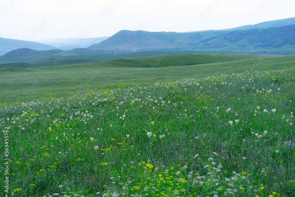 Meadow of flowering plants in the mountains Meadow of flowering plants in the mountains