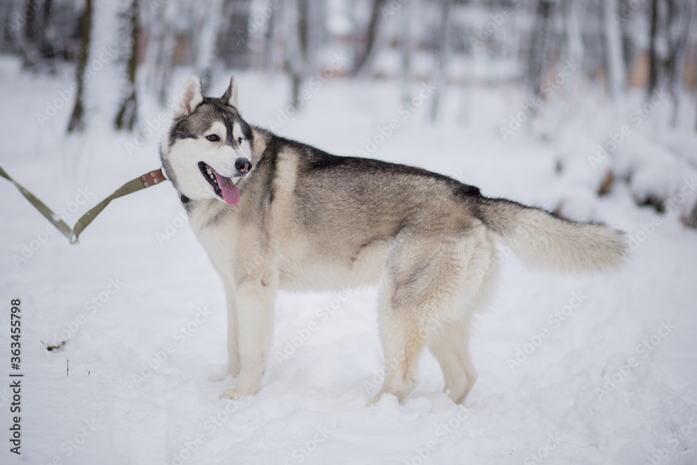 husky dog in the winter forest