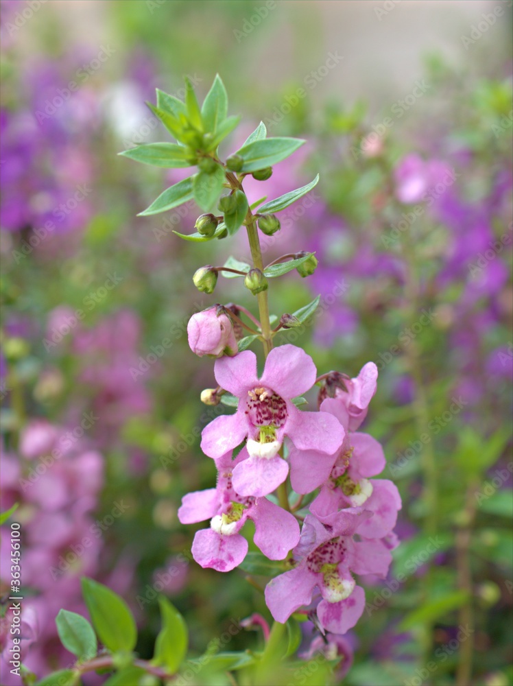 Closeup pink Narrowleaf Angelon flowers plants in garden with green blurred background ,macro image , sweet color for card design Closeup pink Narrowleaf Angelon flowers plants in garden with green blurred background ,macro image , sweet color for card design