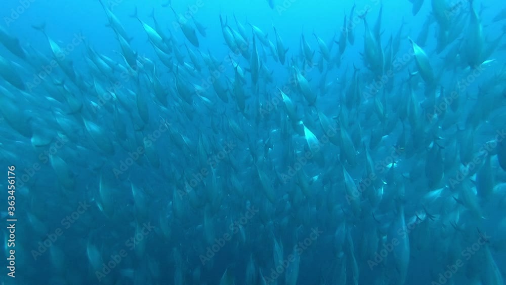 School of tuna tunny fish on the blue background of the sea under water underwater in search of food. Diving in world of colorful beautiful wildlife of corals reefs in Maldives. Slow motion shot. School of tuna tunny fish on the blue background of the sea under water underwater in search of food. Diving in world of colorful beautiful wildlife of corals reefs in Maldives. Slow motion shot.