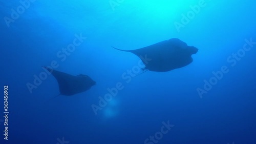 Big Black Oceanic Manta fish floating on a background of blue water in search of plankton. Underwater scuba diving in Indonesia. photo