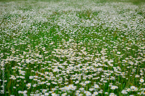 Chamomile flower field. Camomile in the nature. Field of camomiles at sunny day at nature. Camomile daisy flowers in spring day. Chamomile flowers field wide background in sun light