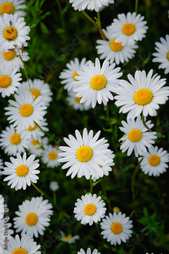 Beautiful green summer meadow with wildflowers in bloom. Background of a chamomile field. Blooming daisies in a clearing. Vertical frame