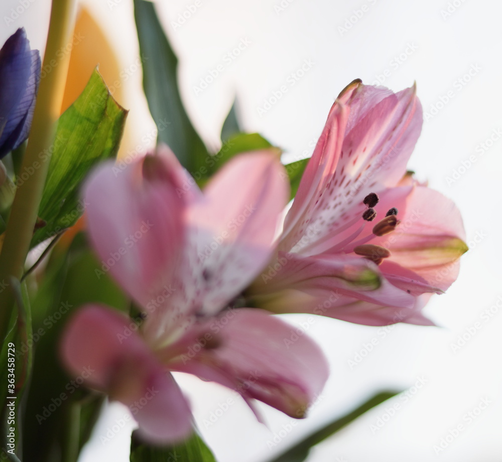 bouquet of pink alstroemeria