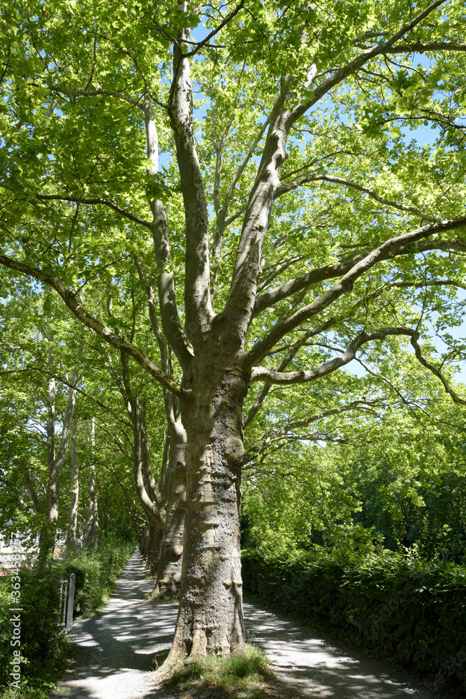 Fototapeta premium chemin abrités par les arbres - Zurich Suisse