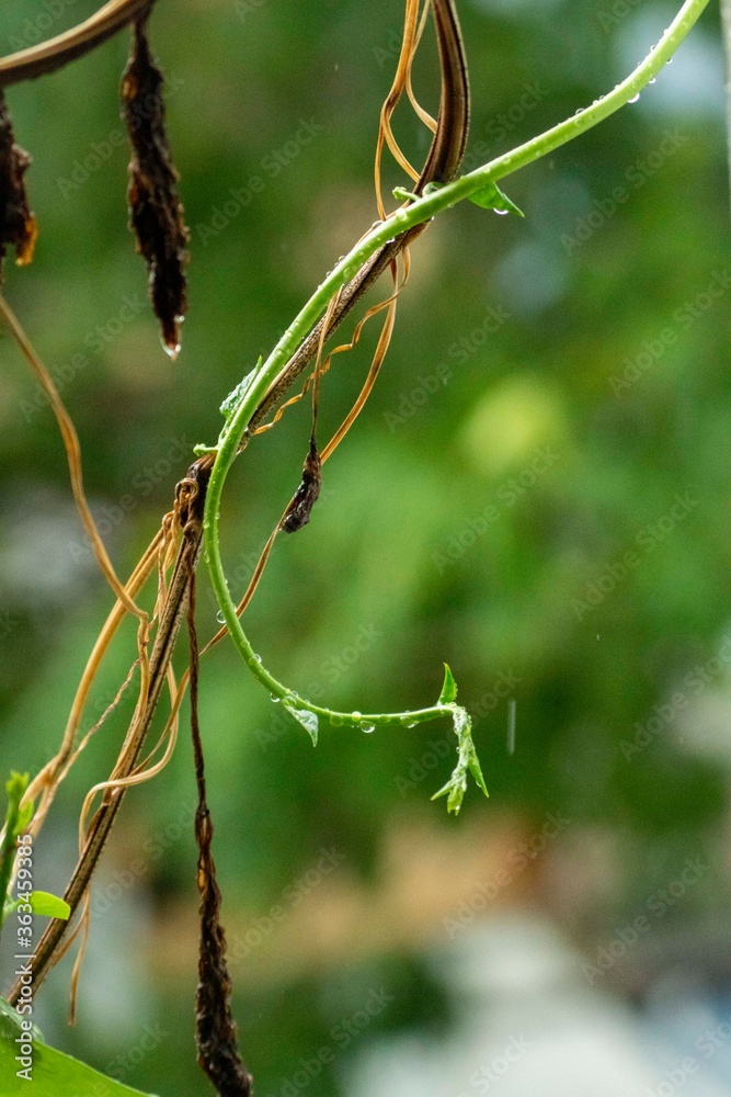 The last drop, slips through small leaves
