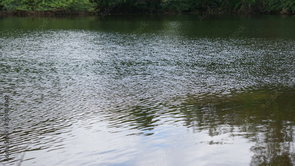 Fototapeta premium ducks on the river