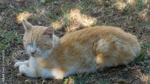 Il gatto che fa la siesta pomeridiana in estate photo