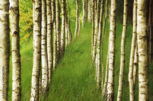 Young birch and pine forest  rows of trees  late spring