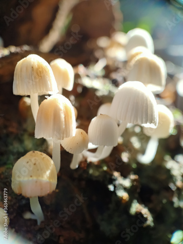wild mushrooms close up and soil