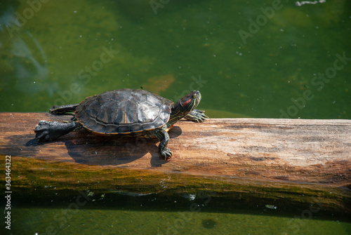 turtle on a log in a pond photo