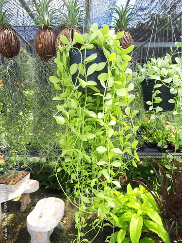 dischidia plant is hanging in garden photo