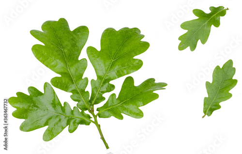Oak leaves isolated on white background, top view
